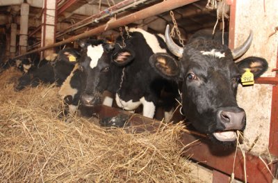 Наши коровы дают почти 20 литров молока в день