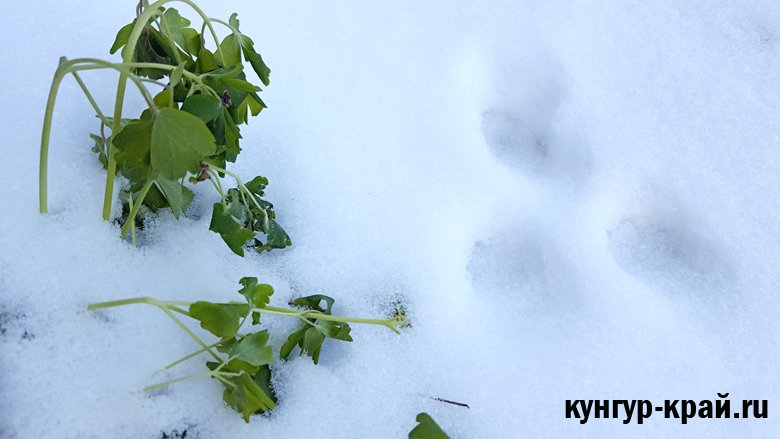 Внимание: 17 октября в Пермском крае ожидаются местами кратковременные осадки в виде снега